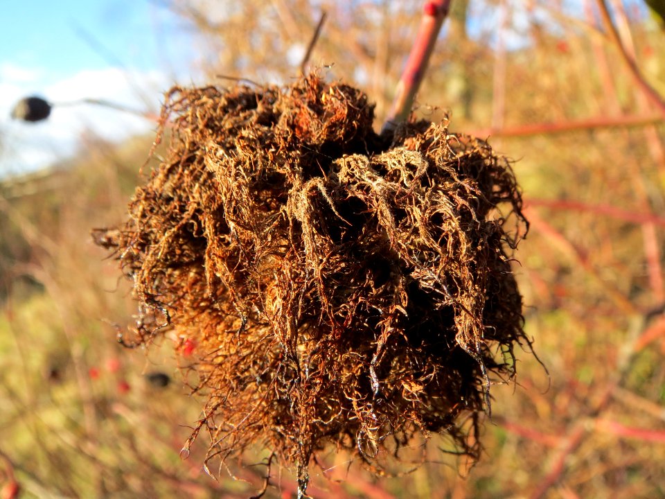 20140110Rose_Reilingen5