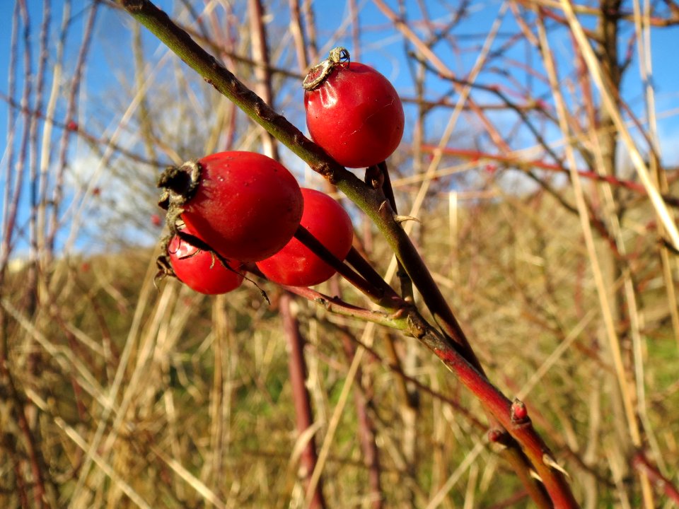 20140110Rose_Reilingen2