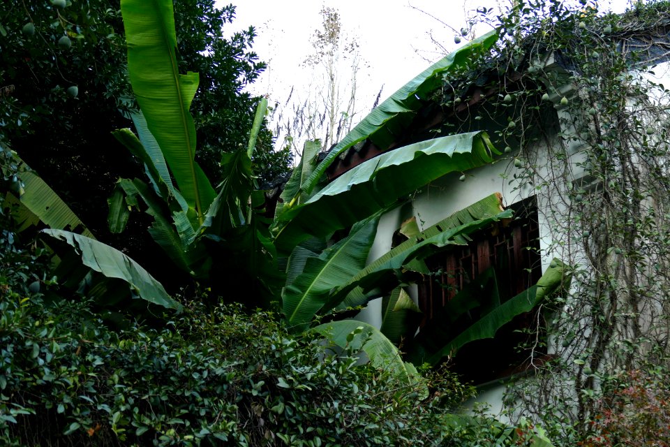 2014.11.21.152743_Banana_Hupaomengquan_Hangzhou