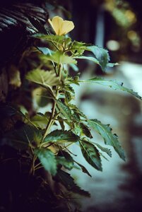 Outdoors leaves bird