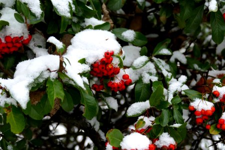 2014.12.29.140419_Sorbus_aucuparia_Heidelberg-Handschuhsheim