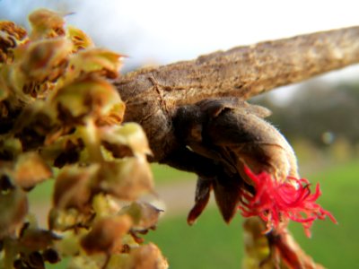 20140124Corylus_colurna6