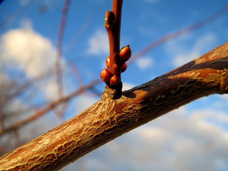 20140110Prunus_cerasifera_Reilingen5