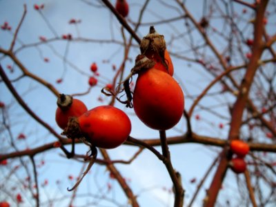 20140108Rose_Hockenheim1