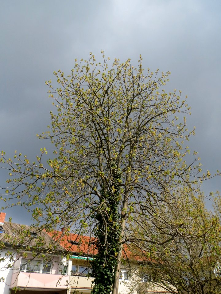 20140325Aesculus_hippocastanum1