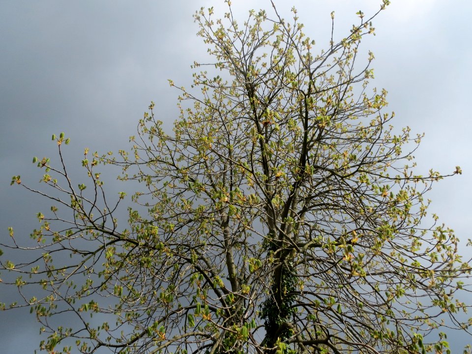 20140325Aesculus_hippocastanum2