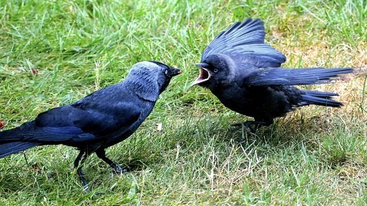 Food attention feather