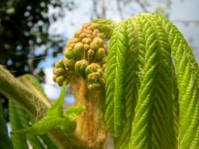 20140325Aesculus_hippocastanum4 photo