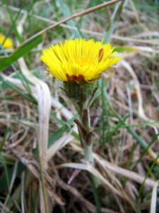 20140324Tussilago_farfara2