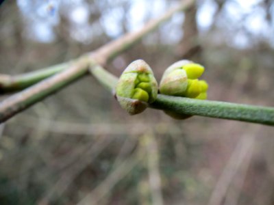 20140122Cornus_mas2