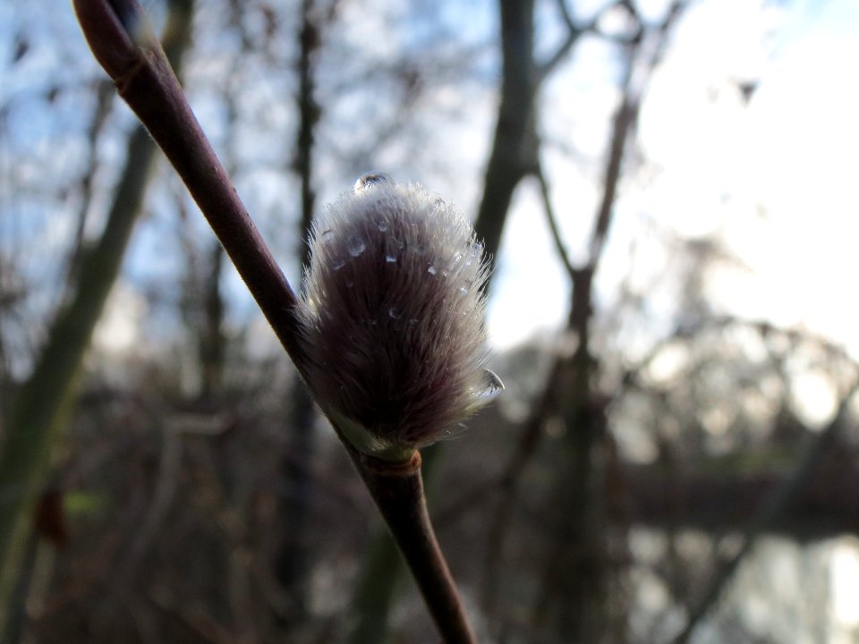 20140124Salix_caprea3