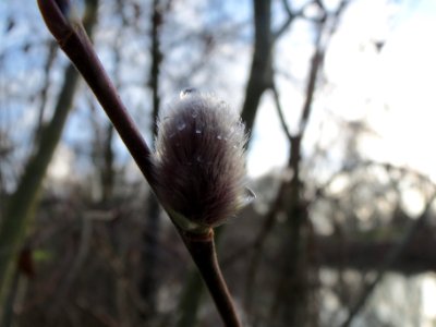 20140124Salix_caprea3