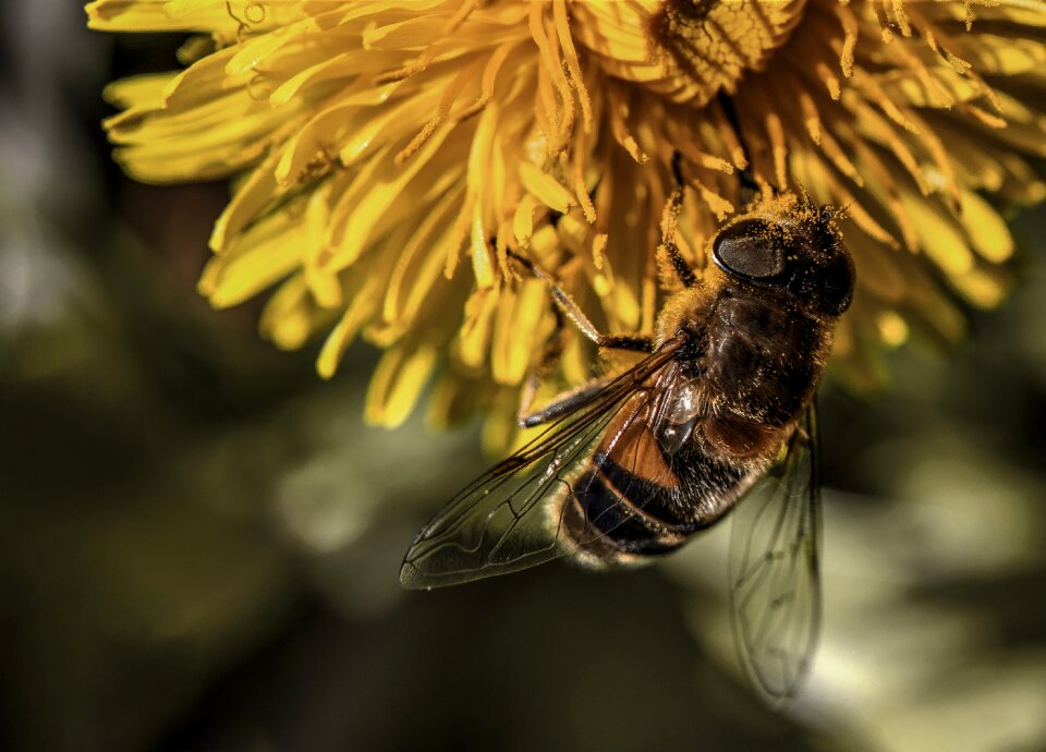 Hive pollen pollination