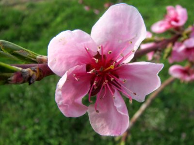 20140326Prunus_dulcis10