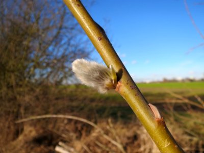 20140128Salix_caprea2