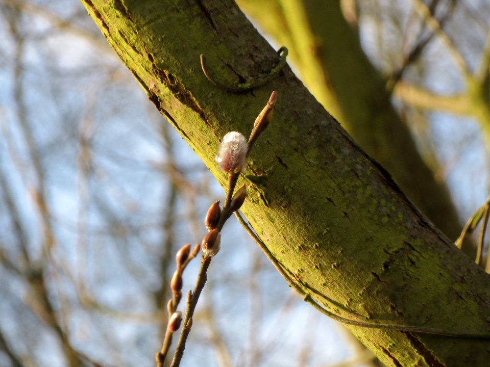 20140124Salix_caprea2