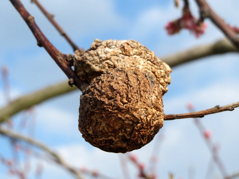 20140326Prunus_dulcis16