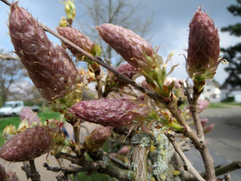 20140325Wisteria_floribunda3