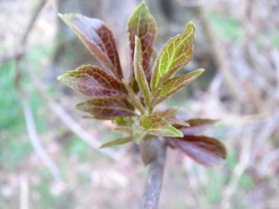 20140119Sambucus_nigra2