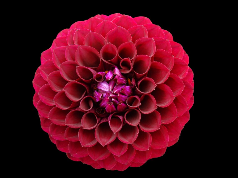 Blossom flora plant