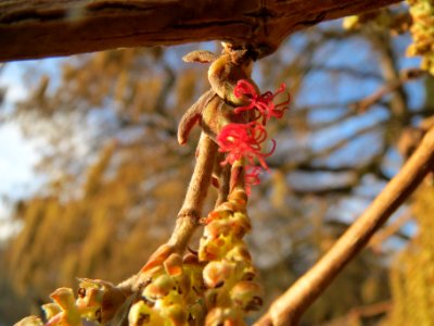 20140124Corylus_colurna7