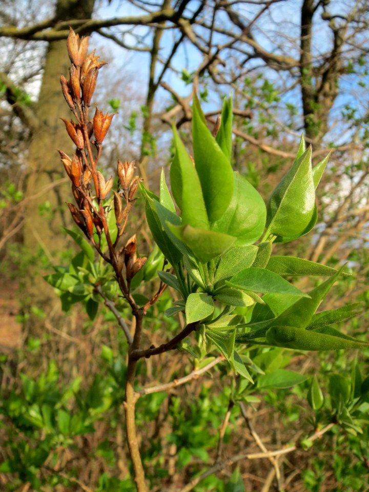 20140324Syringa_vulgaris