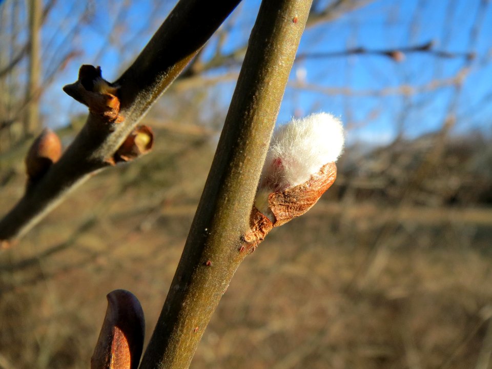 20140128Salix_caprea1