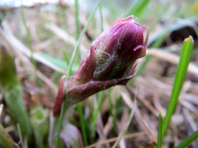 20140324Tussilago_farfara4