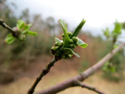 20140324Euonymus_europaeus1