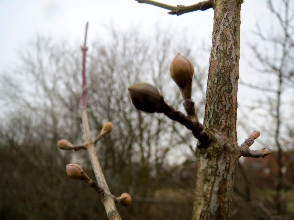 20140119Kornelkirsche3