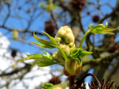 20140324Liquidambar_styraciflua2