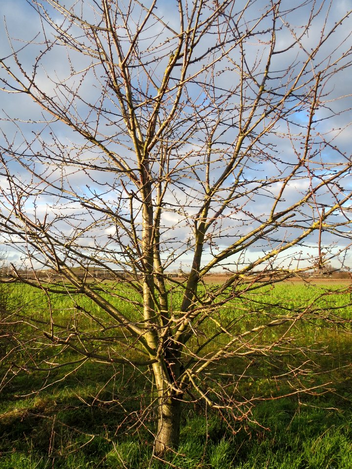 20140110Kirsche_Reilingen1