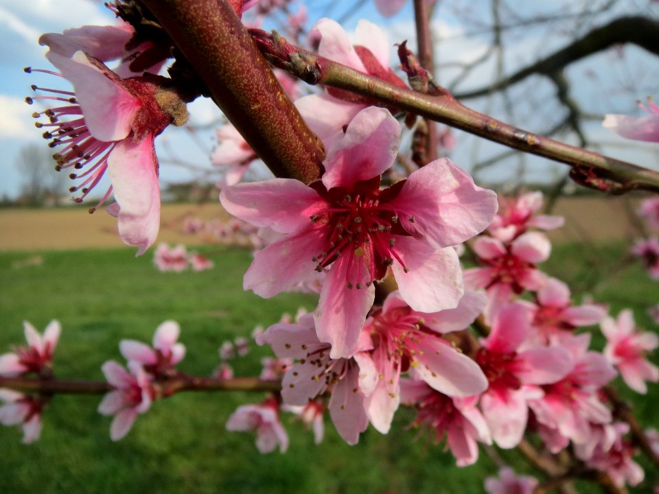 20140326Prunus_dulcis13