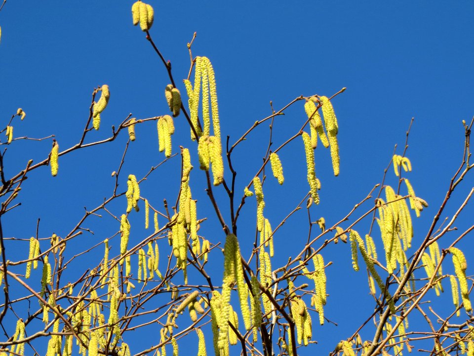 20140110Haselnuss_Reilingen4