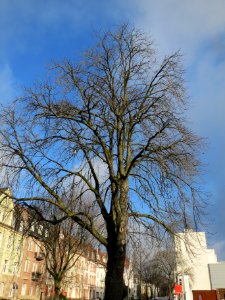 20140124Rosskastanie1