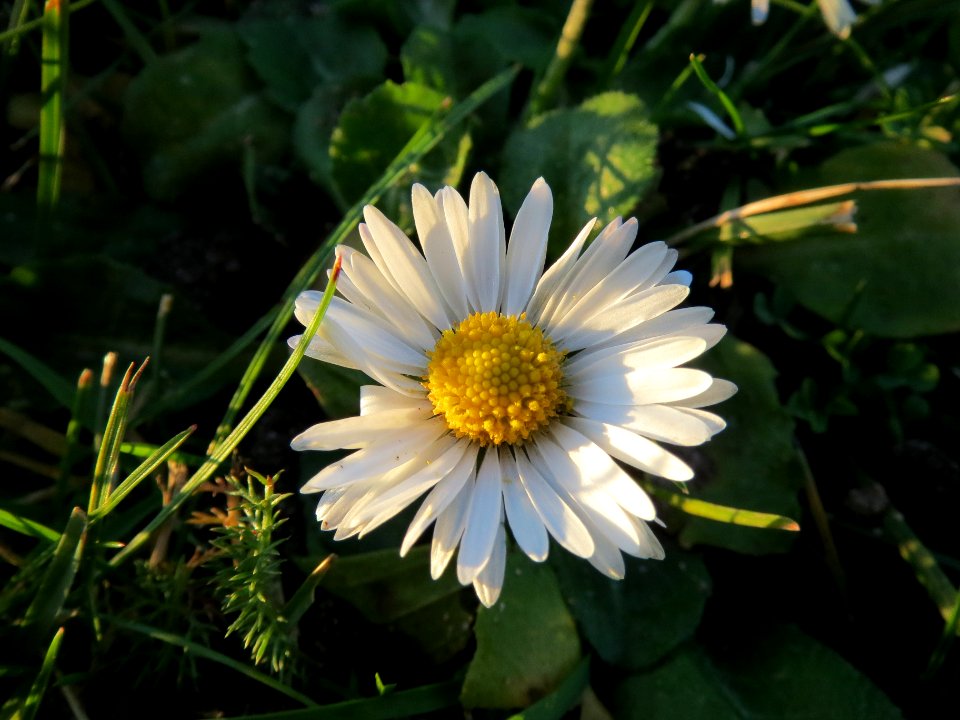 20140107Gaensebluemchen_Hockenheim4