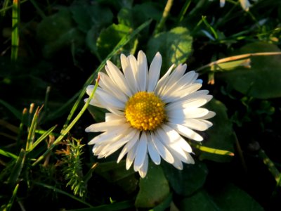 20140107Gaensebluemchen_Hockenheim4