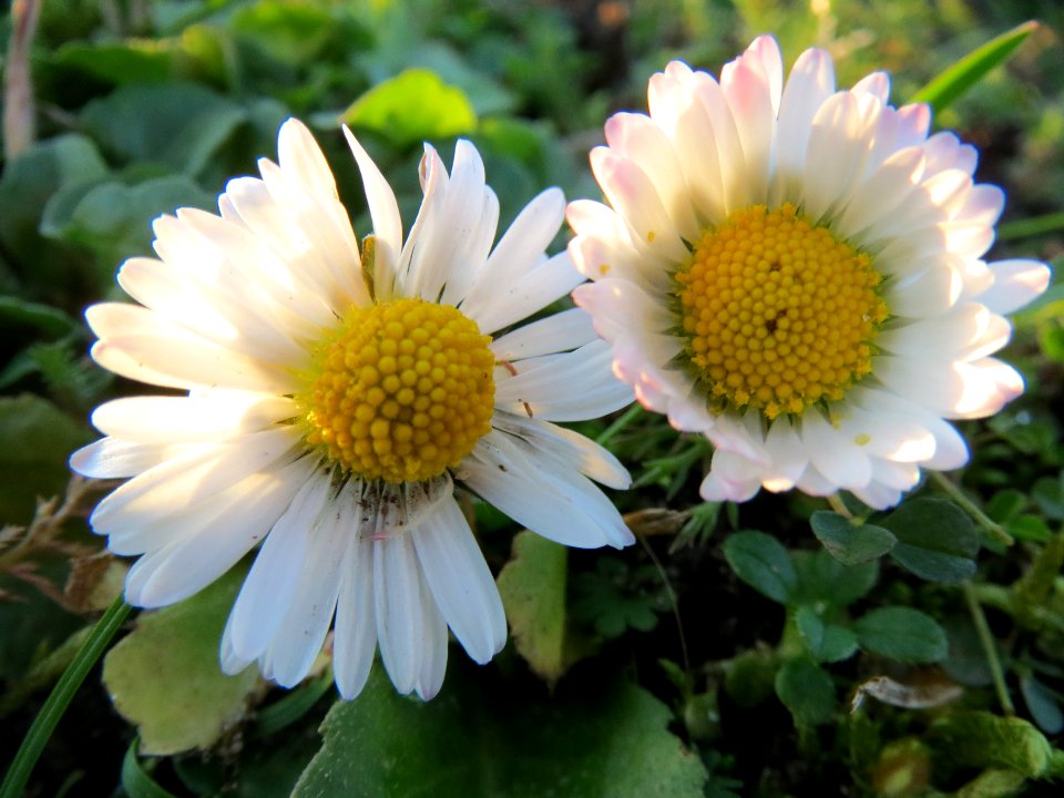 20140107Gaensebluemchen_Hockenheim2