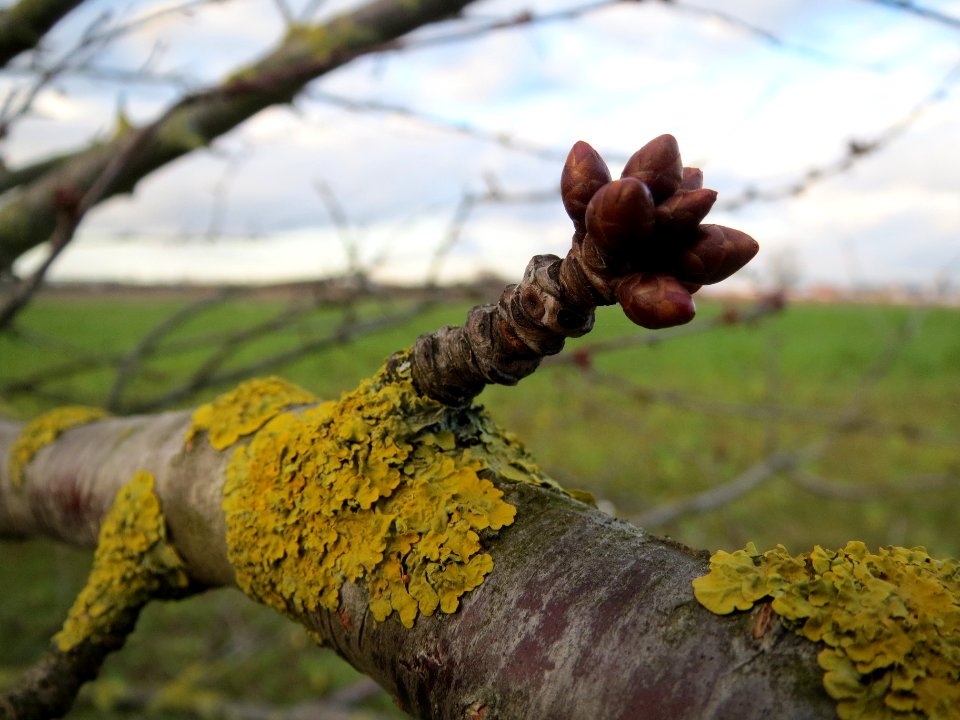 20140110Kirsche_Reilingen7