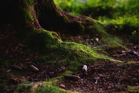 Nature green root
