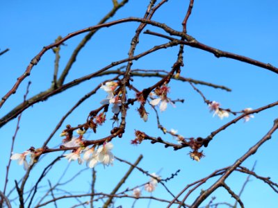 20140109Prunus_serrulata_Hockenheim1