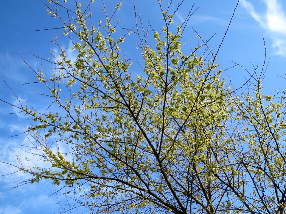 20140326Ulmus_minor2