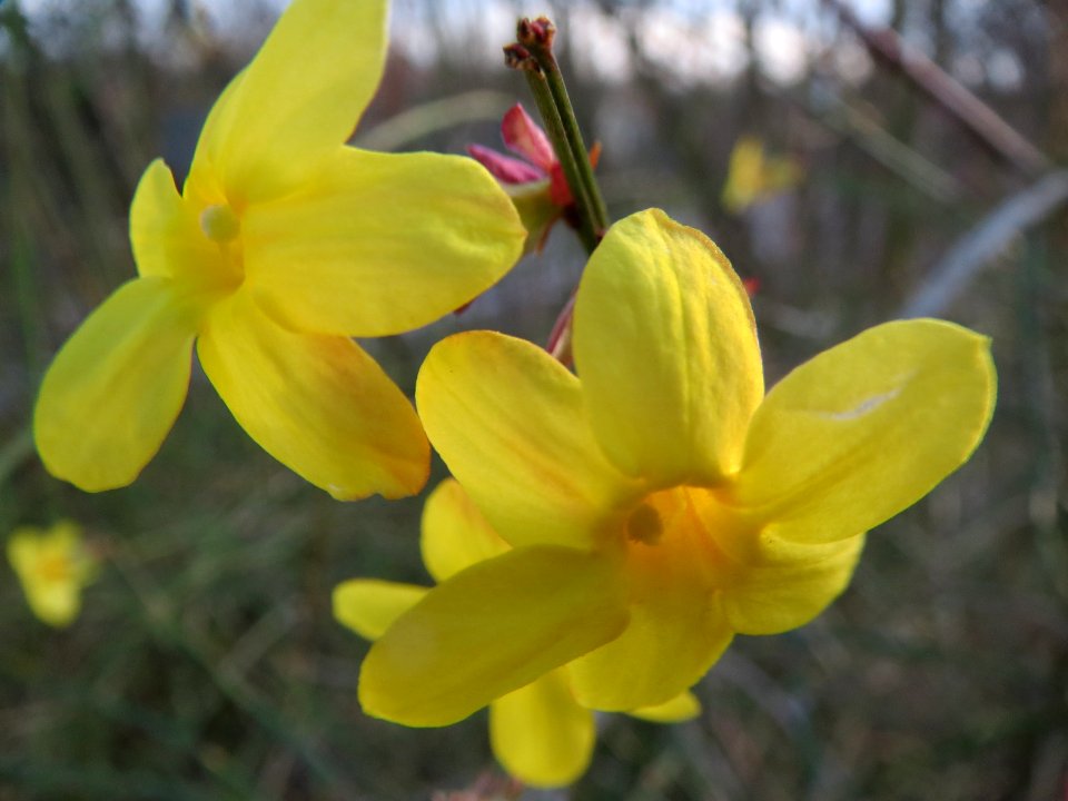 20140109Jasminum_nudiflorum_Hockenheim2