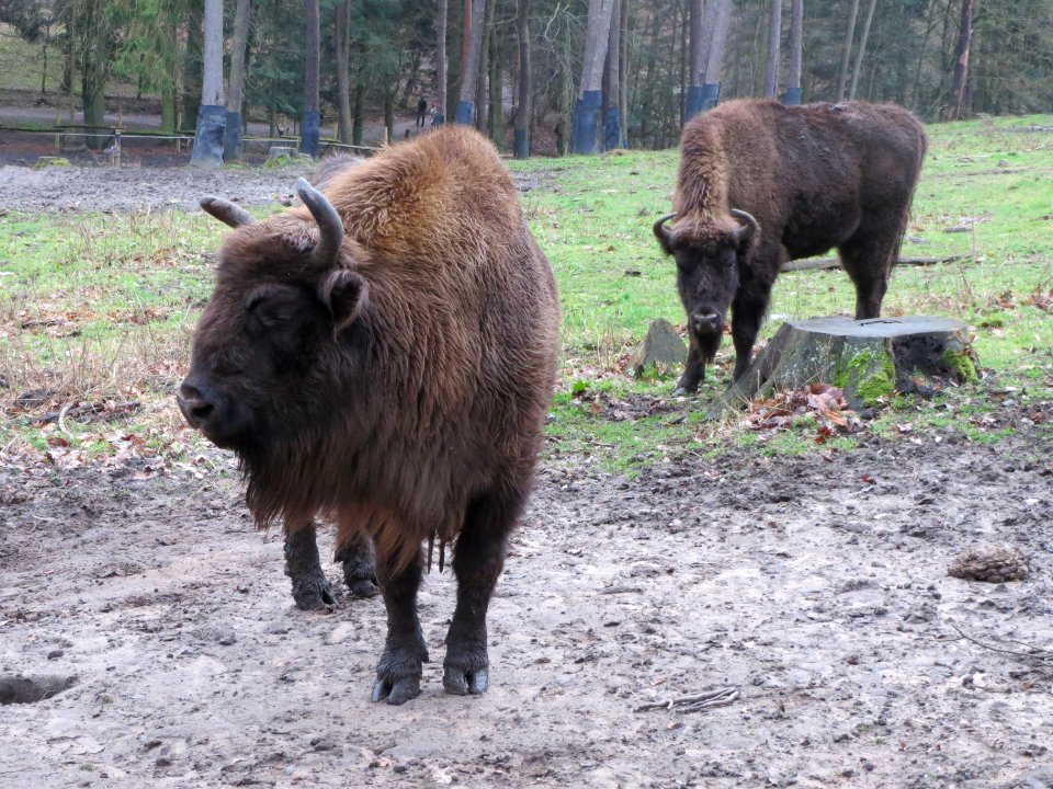 20140105Bison_bonasus1