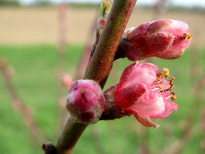20140326Prunus_dulcis05