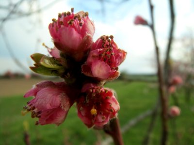 20140326Prunus_dulcis06