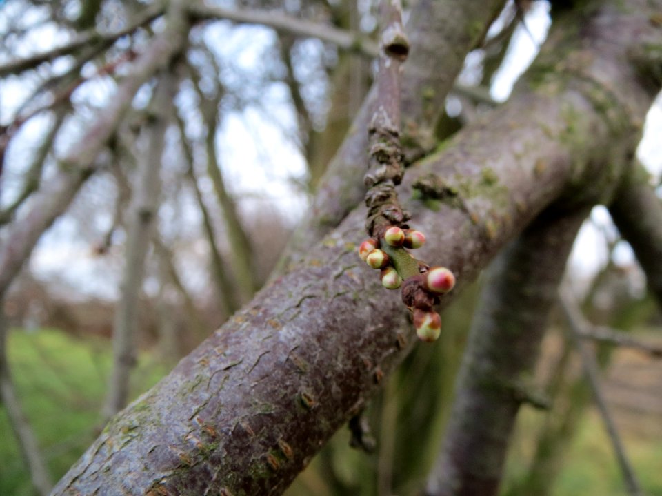 20140109Prunus_cerasifera_Horststuecker3