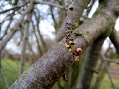 20140109Prunus_cerasifera_Horststuecker3