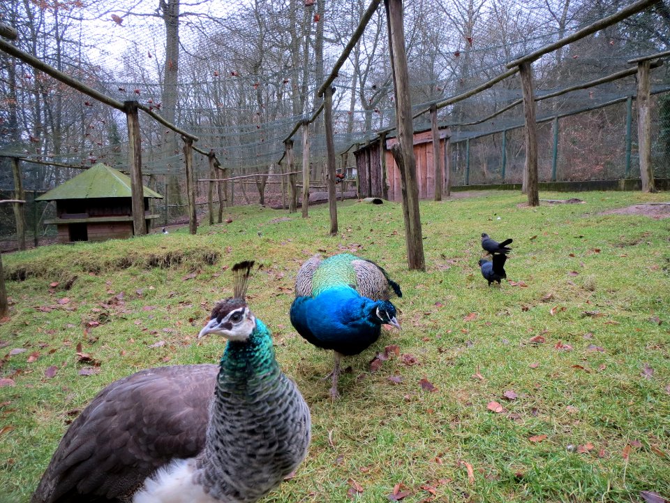 20140105Pavo_cristatus1