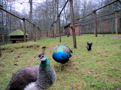20140105Pavo_cristatus1